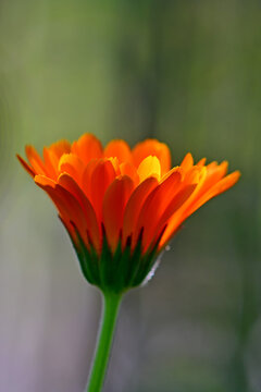 marigold, medicinal herb with flower