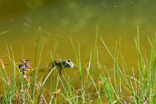  marsh frog in a pond in Germany