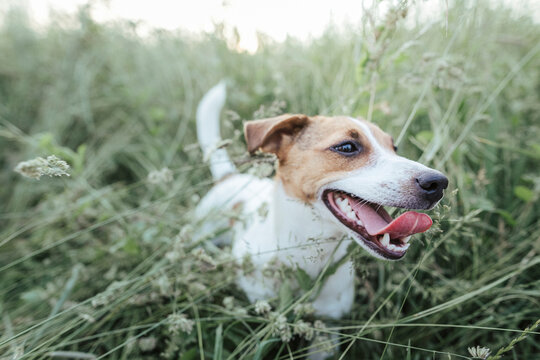 Portrait of Jack Russel Terrier on a meadow