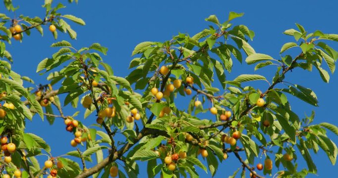 Ripe Yellow Cherries Hanging on a Branch