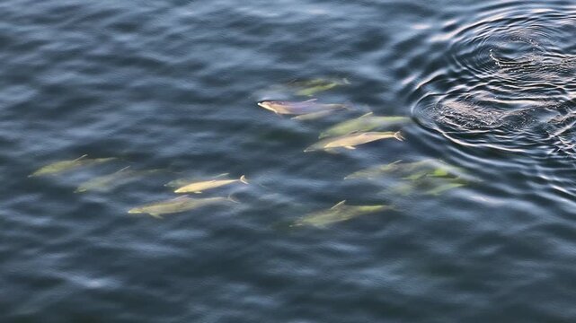 Bottlenose Dolphins enjoying the coast of Donegal between Shalway Point and Muckross Head, Ireland