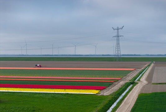 Colorful bulb field with power line in Noordoostpolder