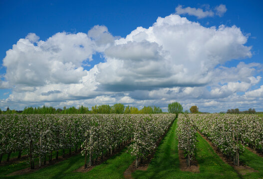 Pear orchard in full bloom during spring in the Netherlands