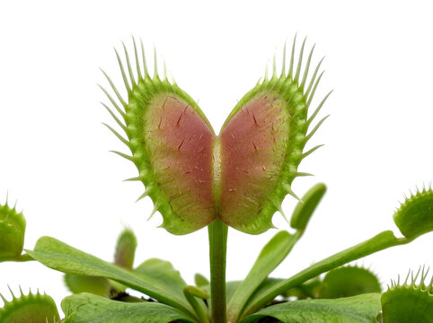 Venus flytrap, carnivorous plant, Dionaea muscipula, green leaves, insectivorous flora