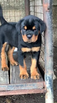 Rottweiler puppy standing inside a metal wire cage captured in this moving animal video footage clip