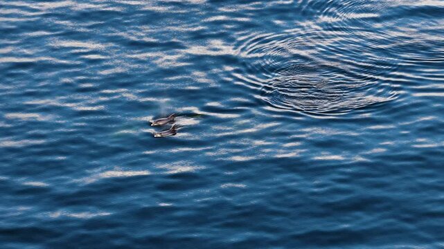 Bottlenose Dolphins enjoying the coast of Donegal between Shalway Point and Muckross Head, Ireland
