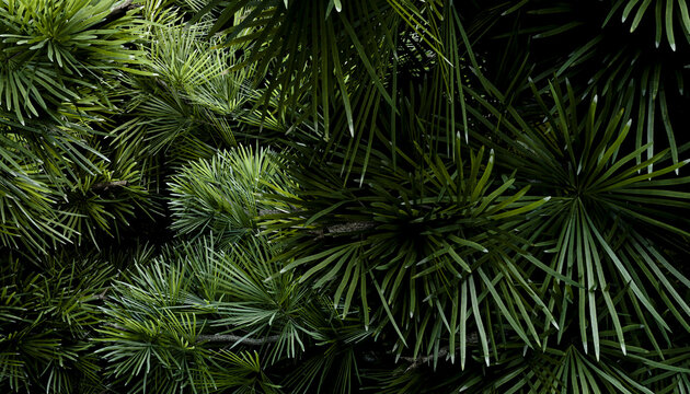 Close-up of a green pine branch showing lush natural texture
