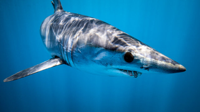 Mexico, Baja California, Underwater view of shortfin mako shark (Isurus oxyrinchus)