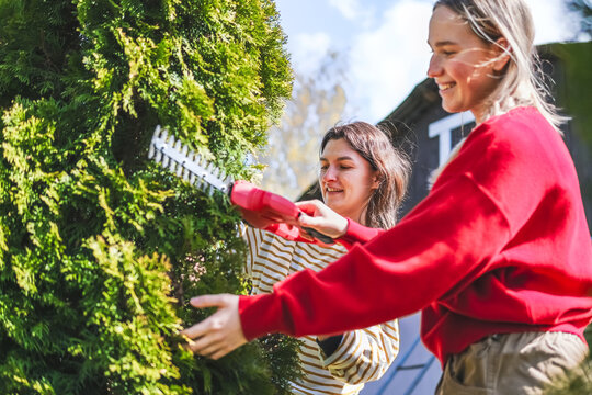 Smiling homeowners pruning hedge with a trimmer in the backyard