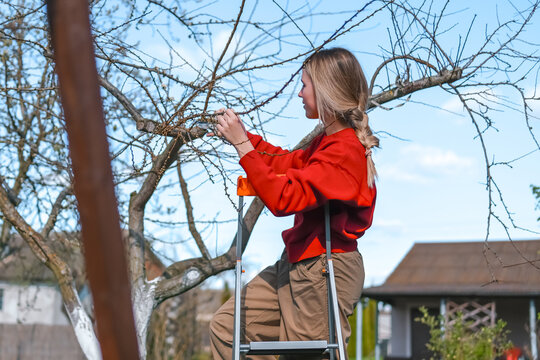 Gardener pruning tree on ladder in spring