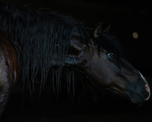 A horse stands in a stable with dim lighting at night. Its long mane hangs down, and it looks alert as it focuses on its surroundings in the dark © Stas