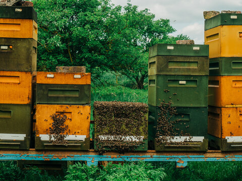 Spring swarm of bees on wooden hives in an outdoor apiary