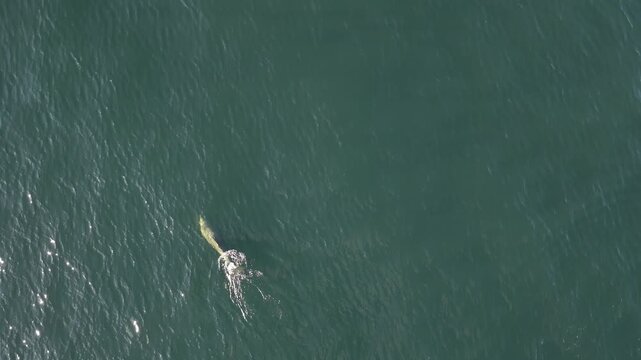 Bottlenose Dolphins enjoying the coast of Donegal between Shalway Point and Muckross Head, Ireland