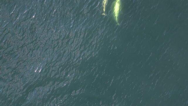 Bottlenose Dolphins enjoying the coast of Donegal between Shalway Point and Muckross Head, Ireland