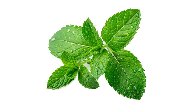 Fresh vibrant green mint leaves herbal seasoning plant isolated on transparent background