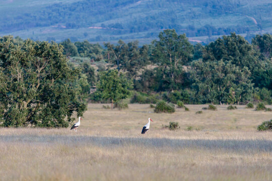 Landscape with common or white storks in the meadow. Ciconia ciconia. Sierra de la Culebra, Zamora, Spain.