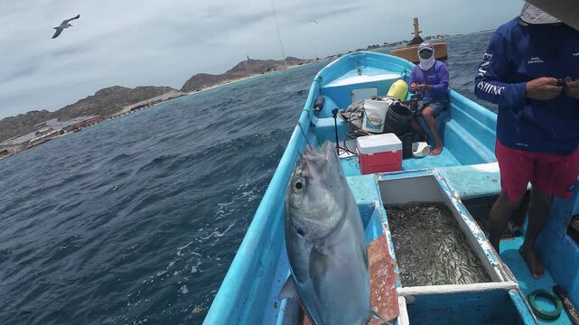 First-person perspective of a successful fishing catch as a large fish is hauled onto the deck of a rustic blue boat by a professional angler.