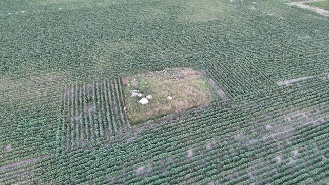 Aerial Drone Flight Over Ancient Burial Mound in Kojły, Podlaskie, Poland