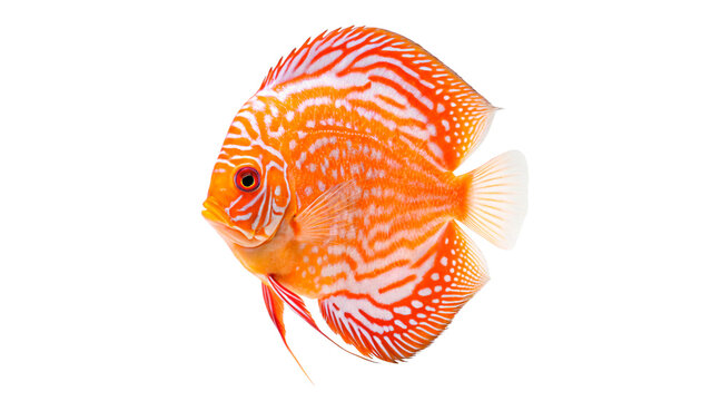 Vibrant orange discus fish exotic tropical aquarium animal isolated on transparent background