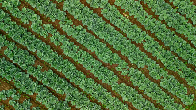 Aerial view of a cabbage field with rows of green vegetables planted in the soil in West Java, Indonesia.