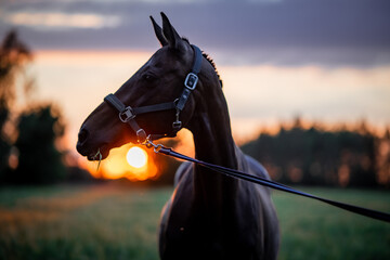 A horse with a halter stands in a grassy field. A person holds the lead rope while the sun sets in the background. Trees are visible in the distance. © Stas