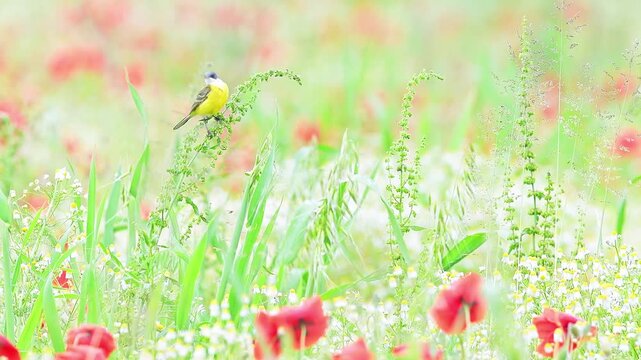 It's time to clean, the Western yellow wagtail in the summer season (Motacilla flava)