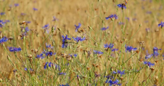 Cornflower (Centaurea cyanus) Blooming in a Golden Wheat Field