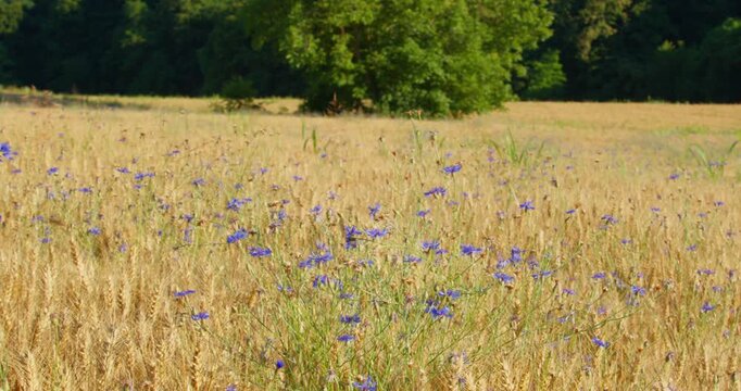 Cornflower (Centaurea cyanus) Blooming in a Golden Wheat Field