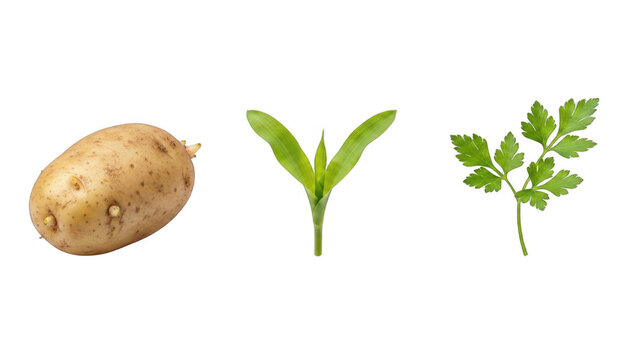 Potato Seedling and Parsley Leaves Arrangement