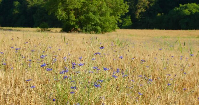 Cornflower (Centaurea cyanus) Blooming in a Golden Wheat Field
