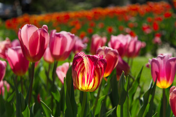 Obraz premium Brightly colored Tulips glowing in spring time afternoon sunshine.