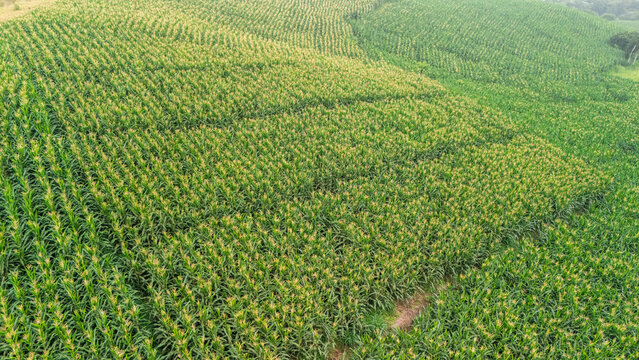 Aerial view of a vast cornfield with lush green stalks arranged in neat rows across rolling hills in West Java, Indonesia.