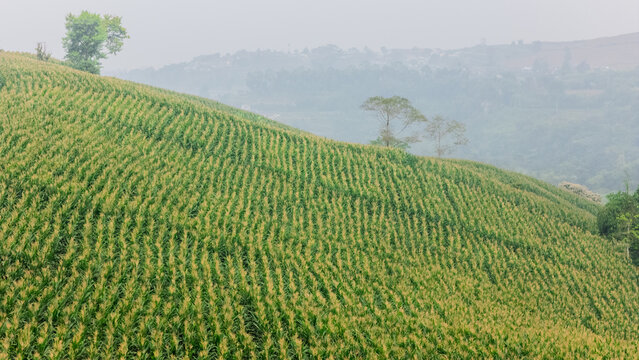 Aerial view of a lush green cornfield planted in neat rows along a rolling hillside, with scattered trees and a misty atmosphere in West Java, Indonesia.