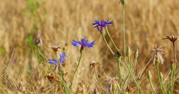 Cornflower (Centaurea cyanus) Blooming in a Golden Wheat Field