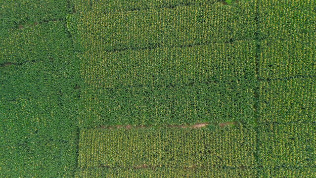 Aerial view of a lush green cornfield with distinct planting rows and varying crop maturity in West Java, Indonesia.