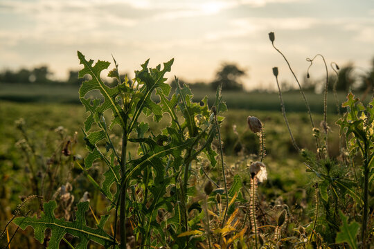 A view of plants and grasses in a field during the evening. The sun is low in the sky, creating a soft light. The scene shows details of leaves and buds