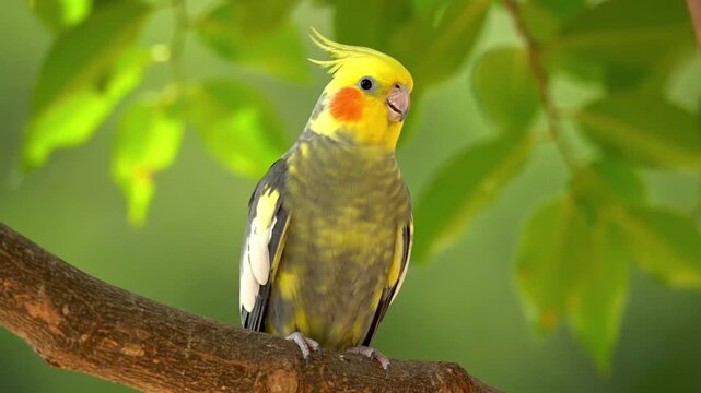 Cockatiel Bird Perched on Tree Branch Singing in Natural Sunlight