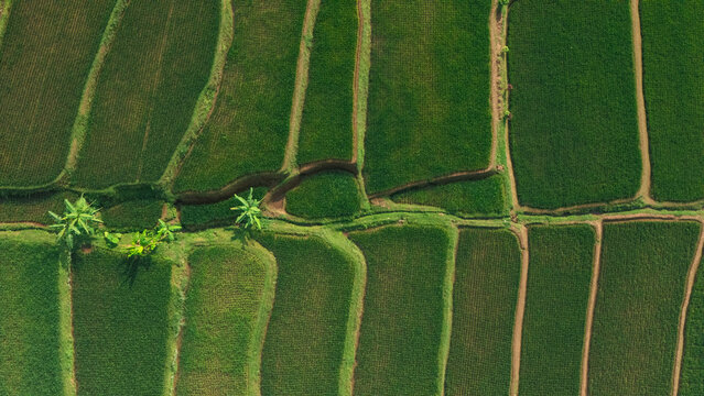 Aerial view of lush green rice terraces with distinct irrigation channels and small palm trees in West Java, Indonesia.