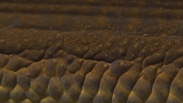 Macro Detail of Brown Reptile Scales and Texture