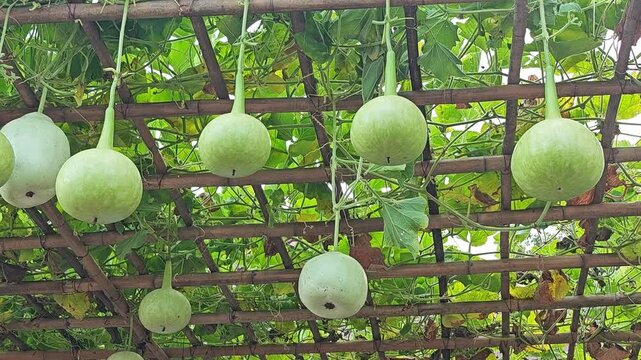  fresh calabash gourd on branch