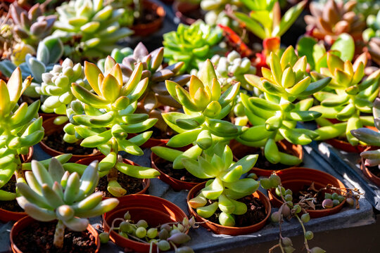 Echeveria is a large genus of flowering plants in the family Crassulaceae, native to semi-desert areas of Central America, Mexico and northwestern South America. Crassula ovata, commonly known as jade