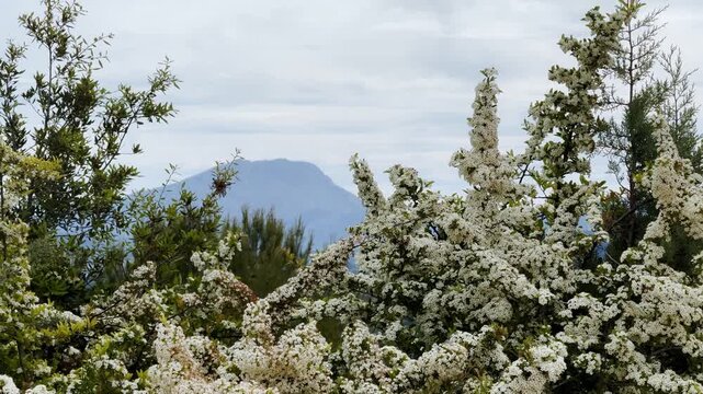 White pyracantha-like blossoms and Spanish broom frame Montagne Sainte-Victoire near Aix-en-Provence, with cloudy spring sky and Proven&ccedil;al hillside vegetation.