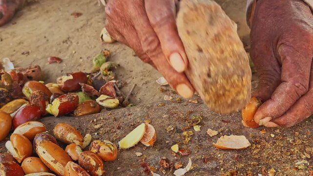 Closeup of hands manually cracking mahua seeds with a stone tool during traditional processing preparing kernels for sun drying and oil extraction in a rural setting