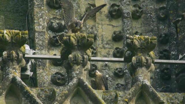 Two peregrine falcons perched on ornate historic cathedral stonework, surrounded by weathered architecture, lichen and carved details in an urban nesting environment.