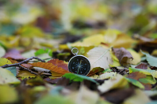 A compas lying on the wood surrounded by autumn leaves