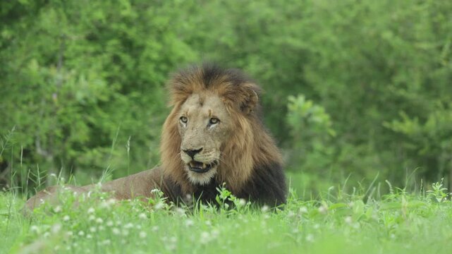 A low-angle view of a male lion lying in lush green grass staring into the camera, licking his nose and turning its head to look to the side, Kruger National Park, South Africa.