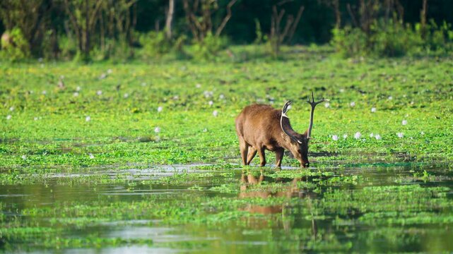 A majestic Barasingha swamp deer with large antlers grazes in the lush green wetlands of India. Authentic wildlife scene for nature documentaries and conservation projects.