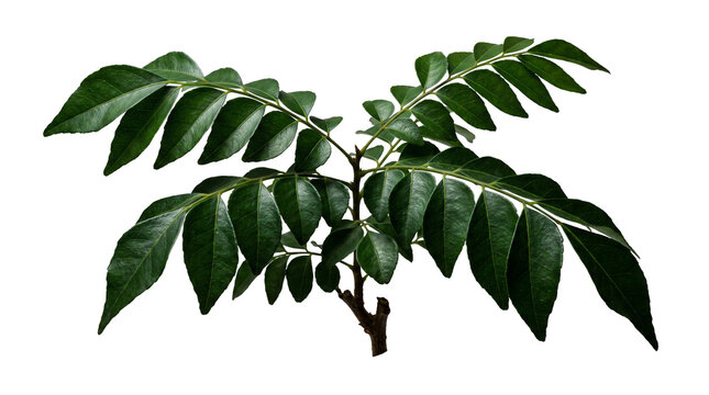 Fresh curry leaves on branch, aromatic green murraya koenigii sprig, organic indian spice herb for culinary cooking and healthy seasoning isolated PNG with Transparent Background