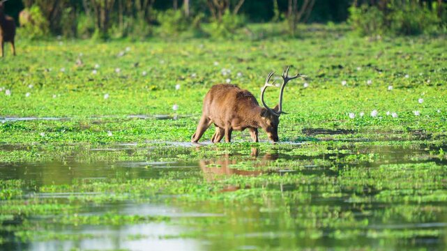 A majestic male Sambar deer with large antlers grazes in a lush green wetland during golden hour. Authentic wildlife behavior in Indias natural habitat.