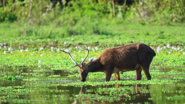 An authentic cinematic shot of a male Sambar deer with large antlers drinking and grazing in a lush green swamp in India. Suitable for wildlife documentaries and sustainability themes.